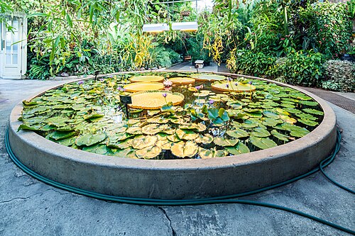 オークランド・ドメイン・ウィンターガーデン, オークランドのオークランド・ドメイン — Lily pond in the Auckland Domain Wintergardens