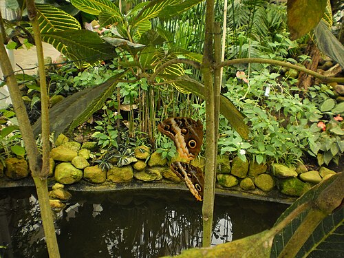 Garten der Schmetterlinge, Friedrichsruh, Friedrichsruh (Aumühle), Schleswig-Holstein — Garden off Butterfley