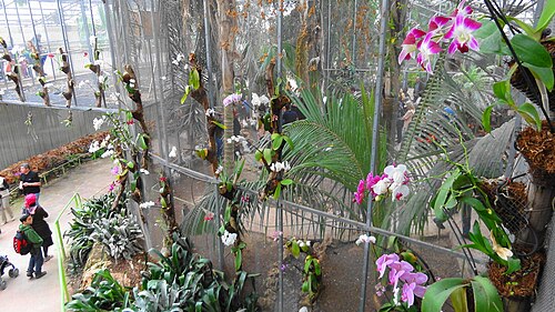 Tropical Rainforest of Utopia Park (Utopia Orchid Park), Kibbutz Bahan, Hefer Valley — Utopia park