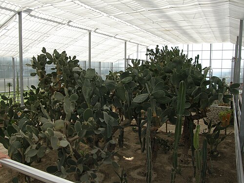 Cactus Exhibition Greenhouse, University Botanical Garden Balchik, Balchik, Dobrich Province — greenhouses Queen Mary Balchik