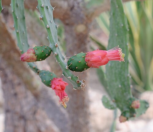 Cactus Exhibition Greenhouse, University Botanical Garden Balchik, Balchik, Dobrich Province — Buds of Paddle cactus Nopalea (Opuntia) dejecta found at the botanical garden of Balchik…
