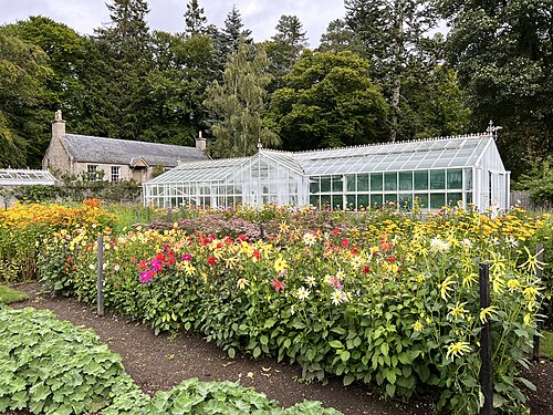 Gewächshäuser und Jubilee Conservatory, South Gardens von Balmoral Castle, Balmoral, bei Ballater (Aberdeenshire), Schottland — Dahlias in Balmoral gardens