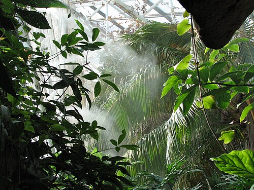 Upland Tropical Rain Forest (Glaspyramide des National Aquarium), Inner Harbor, Baltimore, Maryland — The rooftop rainforest in the Baltimore Aquarium