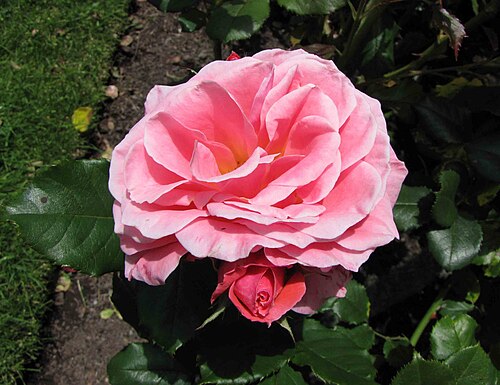 Lady Norwood Begonia House, Wellington Botanic Garden, Wellington — Lady Norwood Begonia House — Ansicht 5