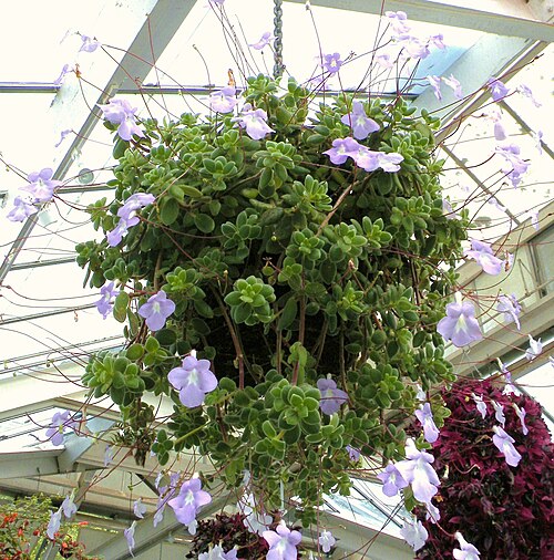 Lady Norwood Begonia House, Wellington Botanic Garden, Wellington — Streptocarpella in a hanging basket - at Wellington Botanic Gardens, New Zealand