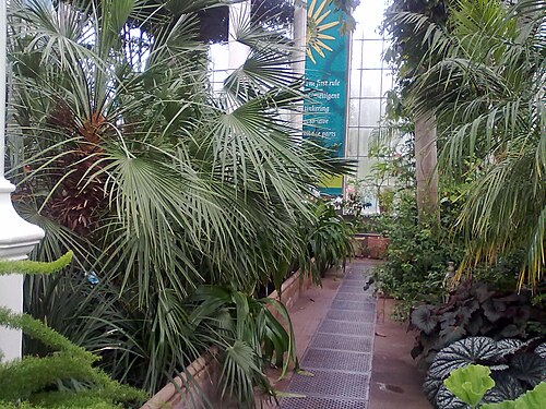 Palm House, Botanic Gardens, Belfast — Interior of the Palm House at Edinburgh Royal Botanic Garden, Edinburgh.