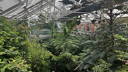 Tropical Ravine (Botanic Gardens de Belfast), Belfast, Irlande du Nord — Tropical Ravine House, Belfast Botanic Gardens