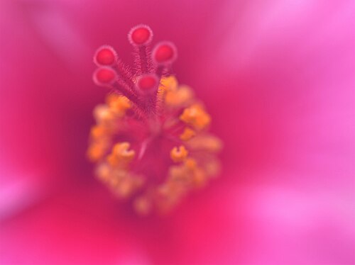 Tropical Ravine (Botanic Gardens de Belfast), Belfast, Irlande du Nord — another one through my steamed up Raynox lens when I walked into the warmth of humid…