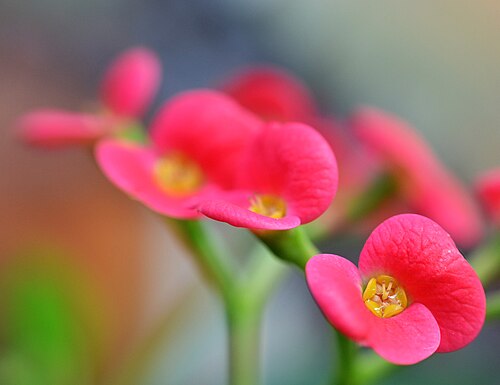 Tropical Ravine (Botanic Gardens de Belfast), Belfast, Irlande du Nord — in the Palm House at Belfast Botanic Gardens. Pleasant place to spend 20 minutes on a…