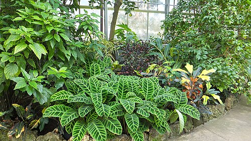Anna Scripps Whitcomb Conservatory, Detroit, Michigan — Belle isle conservatory Plants