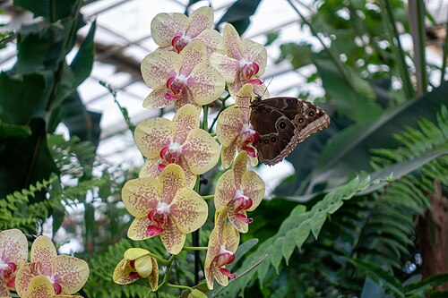 Schmetterlingspark Benalmádena (Mariposario de Benalmádena, heute Monowa), Benalmádena, Andalusien — Schmetterlingspark Benalmádena — Ansicht 3