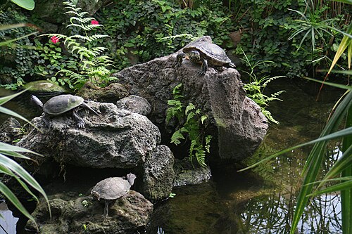 Garten der Schmetterlinge, Schloss Sayn, Bendorf-Sayn, Rheinland-Pfalz — Teich mit Schildkröten im Garten der Schmetterlinge von Schloss Sayn; links in der Mitte…