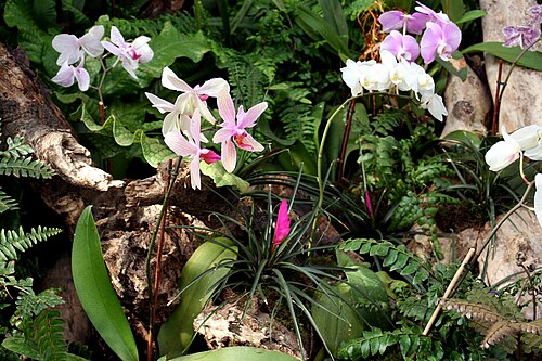 Garten der Schmetterlinge, Schloss Sayn, Bendorf-Sayn, Rheinland-Pfalz — Orchideen im Garten der lebenden Schmetterlinge Schloss Sayn