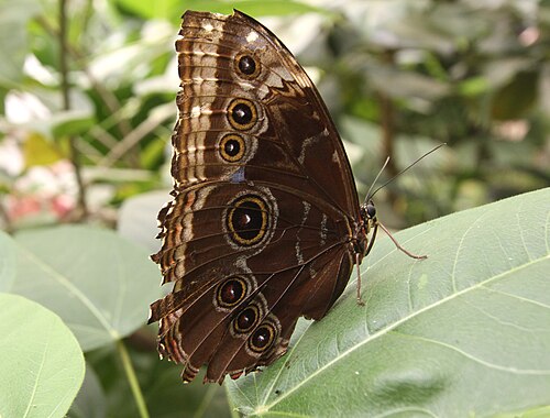Garten der Schmetterlinge, Schloss Sayn, Bendorf-Sayn, Rheinland-Pfalz — Blauer Morpho-Falter im Schmetterlingshaus von Schloss Sayn/Deutschland - Unterseite mit…