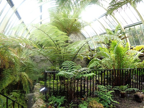 Benmore Fernery, Benmore bei Dunoon (Argyll), Schottland — The Benmore Fernery interior, Dunoon, Argyll.