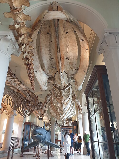 Plantehuset, the Muséhagen glasshouse (University of Bergen), Bergen, Vestland — The whale hall in the University Museum of Bergen, natural history exhibition.