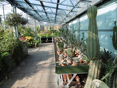 London Butterfly Gardens (Main Glasshouse), Hall Place, Bexley, London — Cacti in the greenhouse at Hall Place