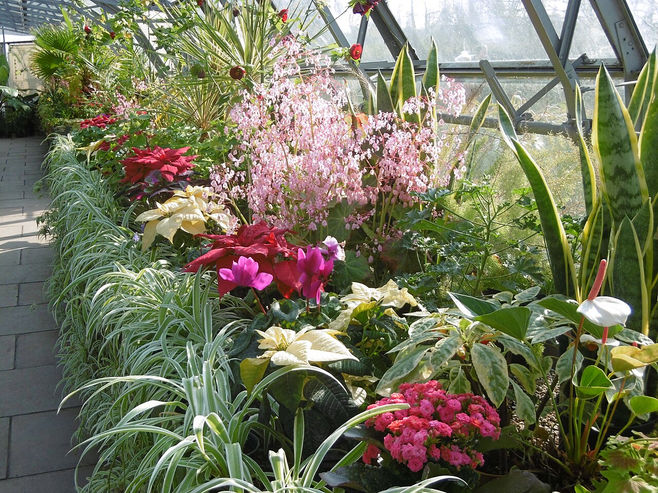 London Butterfly Gardens (Main Glasshouse), Hall Place, Bexley, London — In the greenhouse at Hall Place