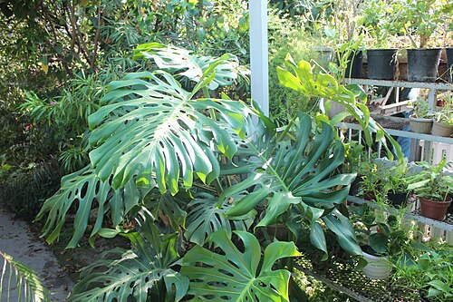 Orangerie des Botanischen Gartens E. Z. Gareev (Oranzhereya Botanicheskogo sada), Bischkek — Orangerie des Botanischen Gartens E. Z. Gareev — Ansicht 1