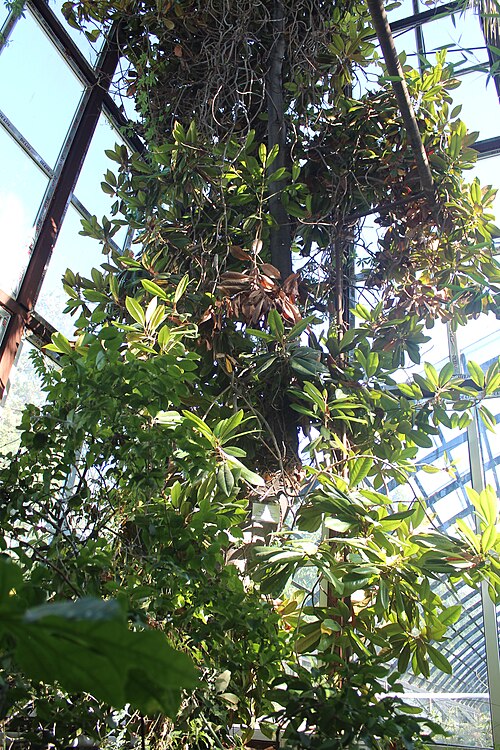 Orangerie des Botanischen Gartens E. Z. Gareev (Oranzhereya Botanicheskogo sada), Bischkek — Orangerie des Botanischen Gartens E. Z. Gareev — Ansicht 2