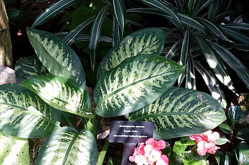 Bloedel Conservatory, Vancouver, Britisch-Kolumbien — Botanical specimen in Bloedel Floral Conservatory, Queen Elizabeth Park - Vancouver…