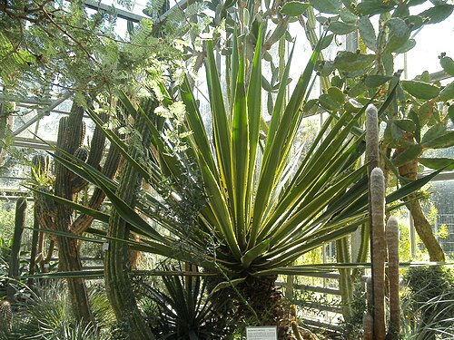 Tropenhaus und Schaugewächshäuser, Botanischer Garten der Ruhr-Universität Bochum, Bochum, Nordrhein-Westfalen — In the desert greenhouse of the Bochum botanical garden.