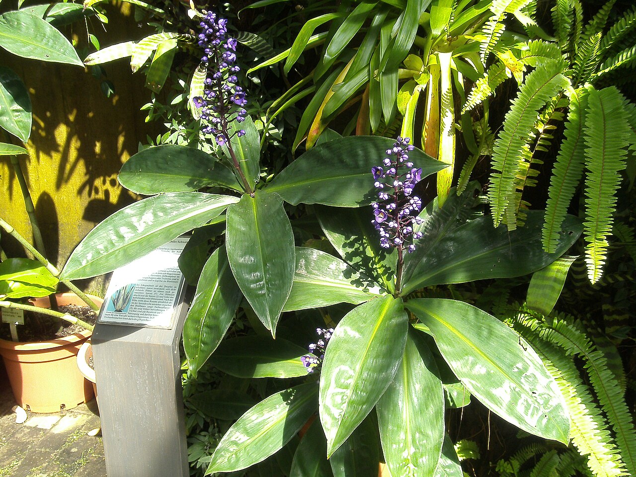 Tropenhaus und Schaugewächshäuser, Botanischer Garten der Ruhr-Universität Bochum, Bochum, Nordrhein-Westfalen — Inside the tropical greenhouse of the Bochum botanical garden.