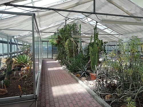 Tropen- und Sukkulentengewächshäuser (Serra Lodi) des Orto botanico der Universität Bologna, Bologna, Emilia-Romagna — Orto botanico - foto scattate durante il wikiraduno