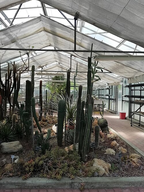 Tropen- und Sukkulentengewächshäuser (Serra Lodi) des Orto botanico der Universität Bologna, Bologna, Emilia-Romagna — serra delle piante succulente dell'Orto botanico di Bologna, intitolata a Giuseppe Lodi…
