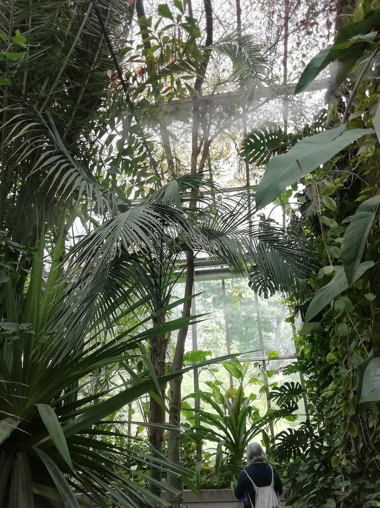 Tropen- und Sukkulentengewächshäuser (Serra Lodi) des Orto botanico der Universität Bologna, Bologna, Emilia-Romagna — Tropen- und Sukkulentengewächshäuser — Ansicht 5