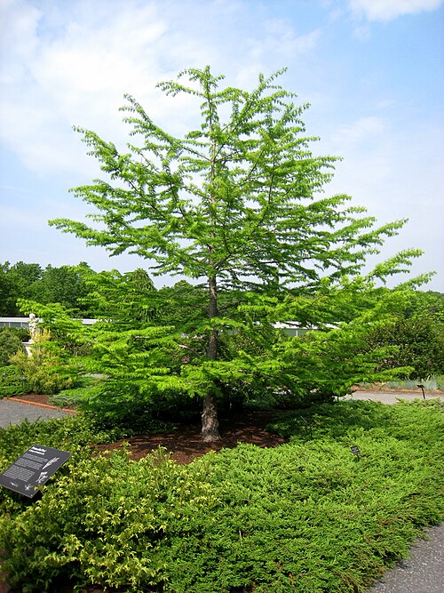 Orangerie et Limonaia (New England Botanic Garden at Tower Hill), Boylston, Massachusetts — Pseudolarix amabilis , in the Tower Hill Botanic Garden, Boylston, Massachusetts, USA.