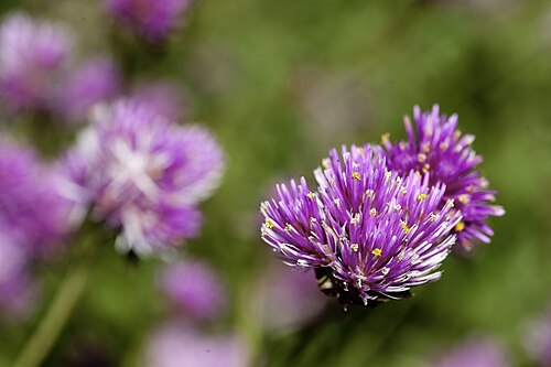 Orangerie et Limonaia (New England Botanic Garden at Tower Hill), Boylston, Massachusetts — The plant is much larger than our gomphrena, and the flowers are not spherical like ours…