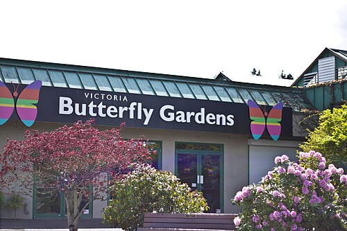 Victoria Butterfly Gardens (tropisches Gewächshaus im Innenbereich), Brentwood Bay (Central Saanich), British Columbia — SONY DSC