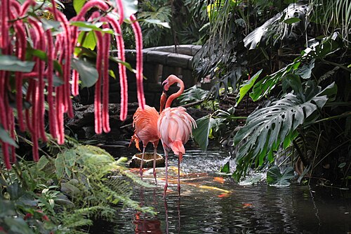 Victoria Butterfly Gardens (tropisches Gewächshaus im Innenbereich), Brentwood Bay (Central Saanich), British Columbia — Photo by Steven Pavlov taken in Victoria Butterfly Gardens (Brentwood Bay, British…