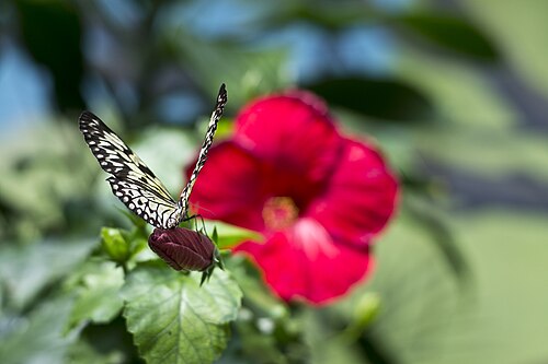 Victoria Butterfly Gardens (tropisches Gewächshaus im Innenbereich), Brentwood Bay (Central Saanich), British Columbia — 50mm f1.4