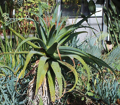 Gewächshäuser des University of Bristol Botanic Garden, Stoke Bishop, Bristol (England) — Photograph taken 1 October 2021, in the University of Bristol Botanic Garden, near…