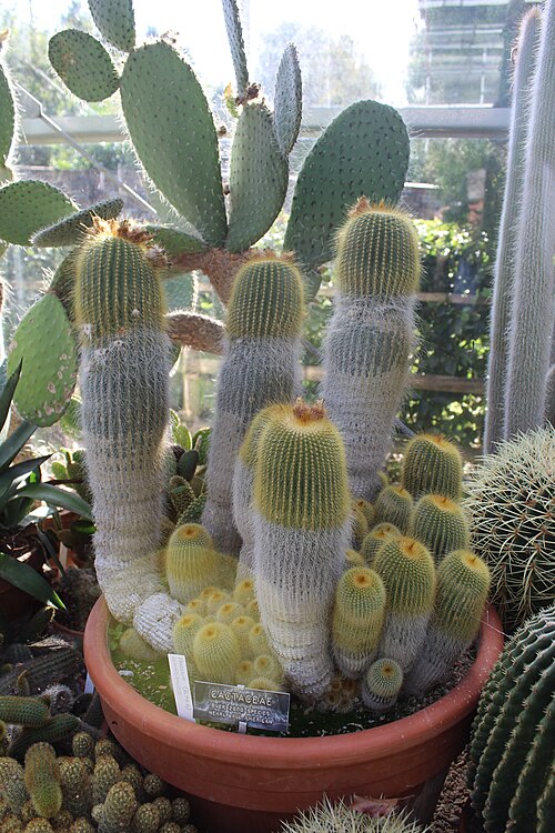 Gewächshäuser des University of Bristol Botanic Garden, Stoke Bishop, Bristol (England) — Gewächshäuser des University of Bristol Botanic Garden — Ansicht 2