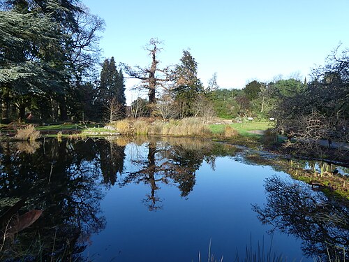Glasshouses, University of Bristol Botanic Garden, Stoke Bishop, Bristol (England) — The lake in winter sun, Bristol University Botanical Garden
