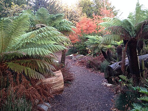 Glasshouses, University of Bristol Botanic Garden, Stoke Bishop, Bristol (England) — Tree ferns in the evolution of land plants display.