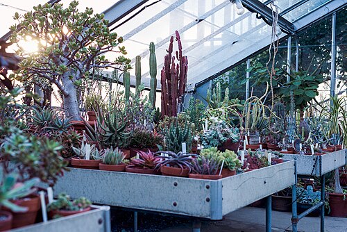 Marco Polo Stufano Conservatory (Wave Hill), Bronx, New York — Wave Hill botanical garden in the Bronx.