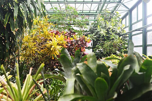 ディミトリエ・ブルンザ植物園の展示温室（セラ・デ・エクスポジツィエ）, ブカレスト — Looking into one of the greenhouses of Bucharest Botanical Garden.