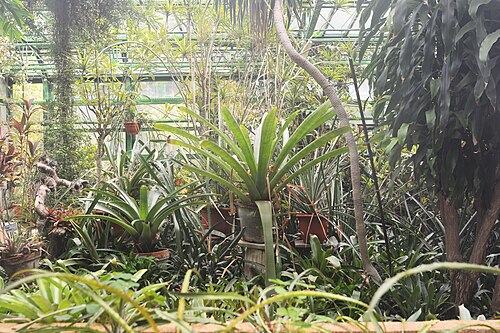 ディミトリエ・ブルンザ植物園の展示温室（セラ・デ・エクスポジツィエ）, ブカレスト — ディミトリエ・ブルンザ植物園の展示温室（セラ・デ・エクスポジツィエ） — 2枚目