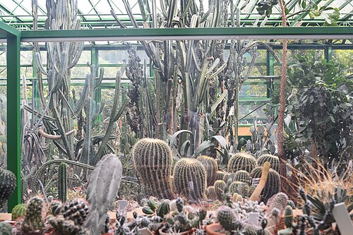 ディミトリエ・ブルンザ植物園の展示温室（セラ・デ・エクスポジツィエ）, ブカレスト — Cacti in one of the greenhouses of Bucharest Botanical Garden.