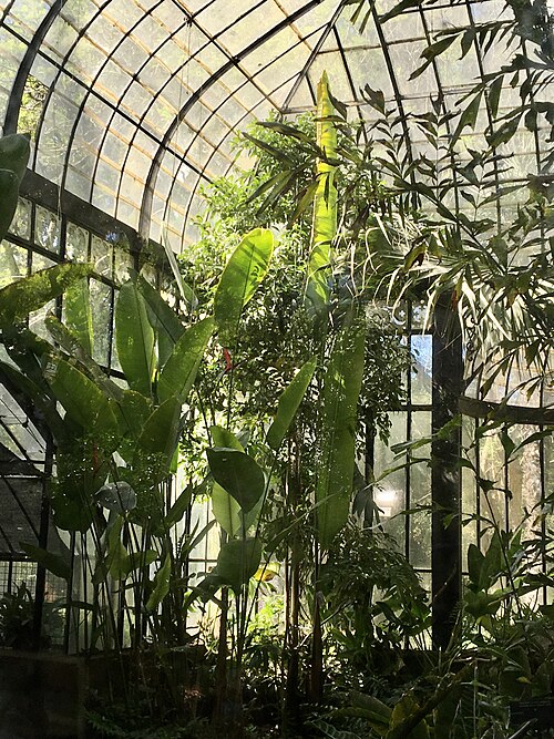 Invernáculo des Botanischen Gartens Carlos Thays, Buenos Aires — Interior del invernadero del Jardín Botánico de Buenos Aires