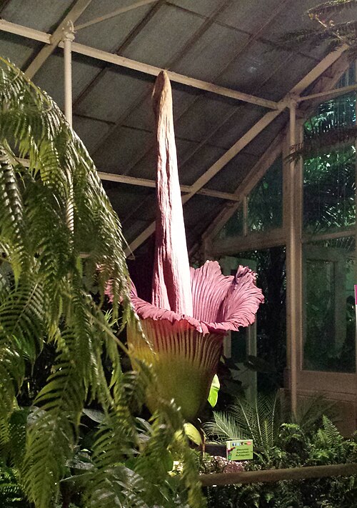 Buffalo and Erie County Botanical Gardens Conservatory, Buffalo, New York — Morty, the gender neutral nickname of Mortimer/Morticia, is one the titan arums/corpse…