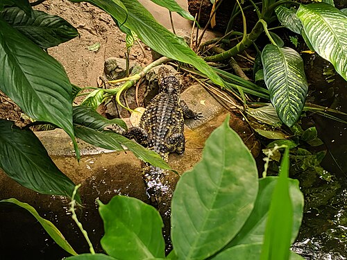 Burgers' Bush, Burgers' Zoo, Arnheim — Caiman latirostris in Burgers' Zoo