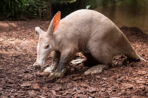 Burgers' Bush, Burgers' Zoo, Arnheim — photo 3