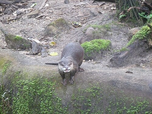 Burgers' Bush, Burgers' Zoo, Arnheim — Een kleinklauwotter in Burgers Zoo in Arnhem