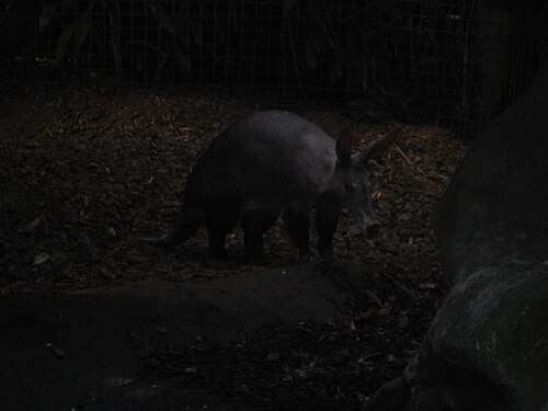 Burgers' Bush, Burgers' Zoo, Arnheim — Aardvark in Burgers' Bush, part of Burgers' Zoo
