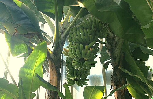 カーン植物園の熱帯温室, カーン、ノルマンディー — Bananier sauvage ( Musa acuminata ) d'Amérique Tropicale dans les serres du jardin des…